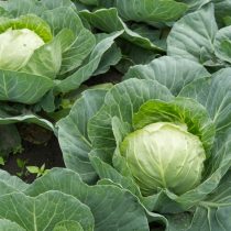 Белокочанная капуста — овощ для зимнего потребления, и посадка ее сейчас даст вам запас этого суперпродукта в холодные месяцы года