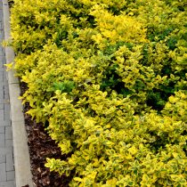 Бересклет (Euonymus) Бересклет (Euonymus)
