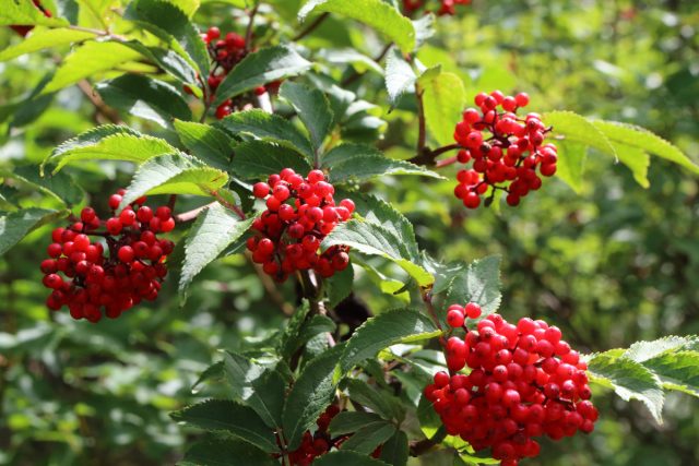 Бузина красная (Sambucus racemosa) Бузина красная (Sambucus racemosa)
