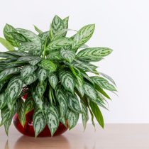 Аглаонема Трейба (Aglaonema treubii) Аглаонема Трейба (Aglaonema treubii)