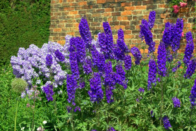 Дельфиниум (Delphinium) Дельфиниум (Delphinium)