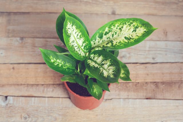 Диффенбахия пятнистая (Dieffenbachia seguine) Диффенбахия пятнистая (Dieffenbachia seguine)
