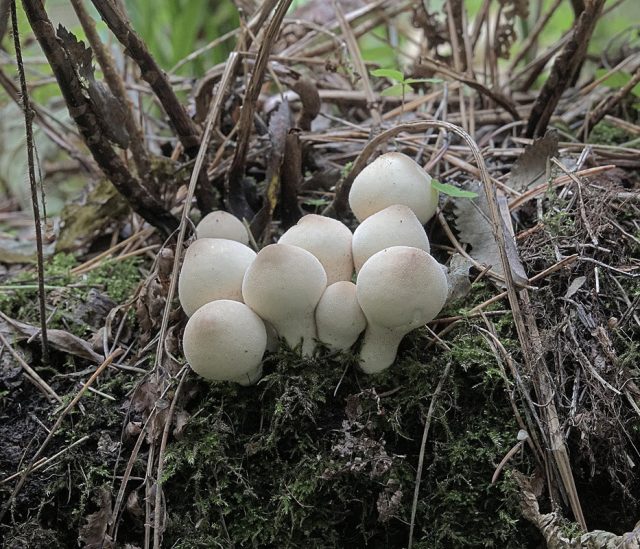 Дождевик грушевидный (Lycoperdon pyriforme) Дождевик грушевидный (Lycoperdon pyriforme)