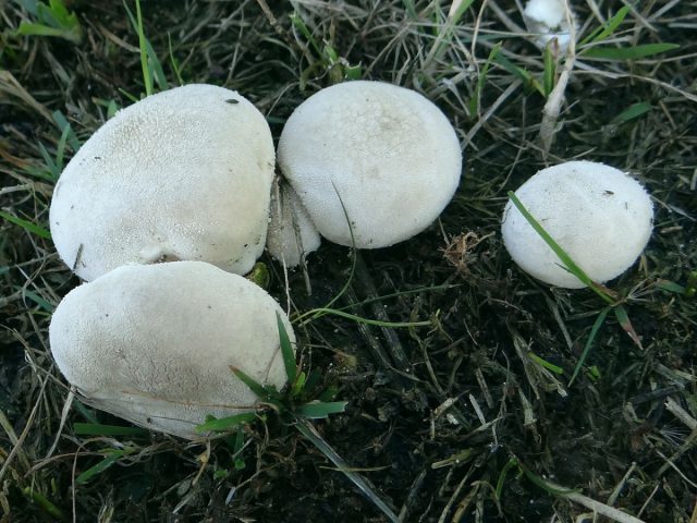 Дождевик луговой, или полевой (Lycoperdon pratense) Дождевик луговой, или полевой (Lycoperdon pratense)