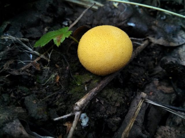 Дождевик жёлтоокрашенный (Lycoperdon flavotinctum) Дождевик жёлтоокрашенный (Lycoperdon flavotinctum)