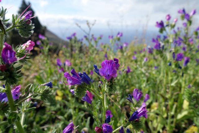 Эхиум подорожниковый (Echium plantagineum) Эхиум подорожниковый (Echium plantagineum)