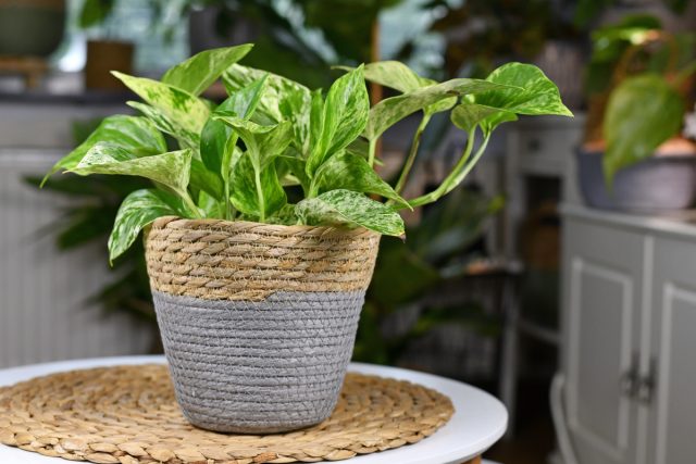 Эпипремнум золотистый (Epipremnum aureum) Эпипремнум золотистый (Epipremnum aureum)