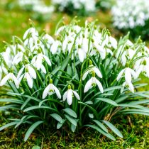 Галантус, или подснежник (Galanthus) Галантус, или подснежник (Galanthus)