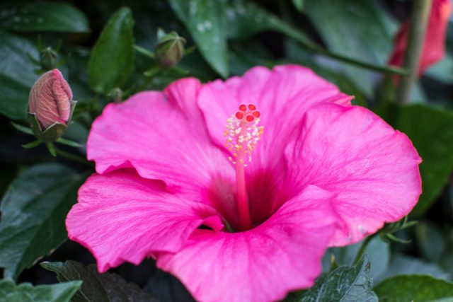 Гибискус китайский (Hibiscus rosa-sinensis L.) Гибискус китайский (Hibiscus rosa-sinensis L.)
