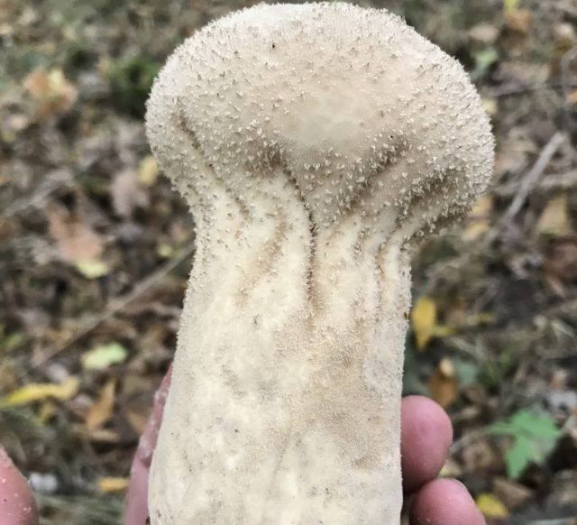 Головач продолговатый (Calvatia excipuliformis) Головач продолговатый (Calvatia excipuliformis)