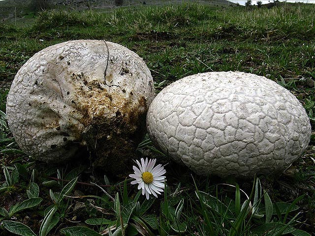Головач мешковатый, или пузыревидный (Calvatia utriformis) Головач мешковатый, или пузыревидный (Calvatia utriformis)
