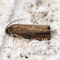 Гороховая плодожорка (Laspeyresia nigricana) Гороховая плодожорка (Laspeyresia nigricana)