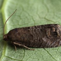 Грушевая плодожорка (Laspeyresia pyrivora) Грушевая плодожорка (Laspeyresia pyrivora)