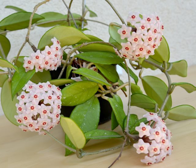 Хойя мясистая (Hoya carnosa) Хойя мясистая (Hoya carnosa)
