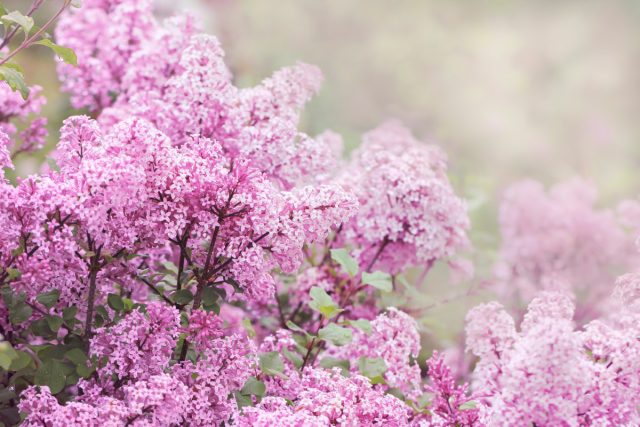 Сирень Мейера Сирень Мейера «Палибин» (Syringa meyeri ‘Palibin’)