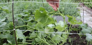 Как и зачем формировать огурцы в открытом грунте? - Видео У пчелоопыляемых огурцов, центральный стебель подвязываем вертикально верх к опоре, а пасынки оставляем в покое пока на них не появятся первые завязи