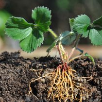 В почве дрожжи тяготеют к корням растений. Ризосфера – область вокруг каждого отдельного корневого волоска, насыщенная почвенными организмами, привлекает и дрожжи