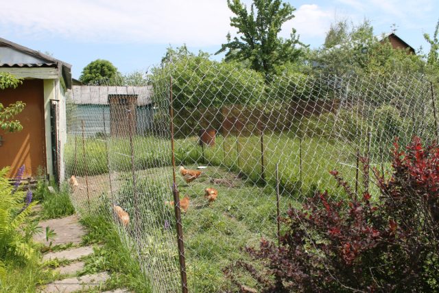 Помимо обустройства курятника внутри, необходимо продумать, где куры будут гулять. Понятно, что в огород, в котором разбиты грядки, их не выпустить – склюют весь урожай. Поэтому обычно выгул делают огороженным. Помимо обустройства курятника внутри, необходимо продумать, где куры будут гулять. Понятно, что в огород, в котором разбиты грядки, их не выпустить – склюют весь урожай. Поэтому обычно выгул делают огороженным.