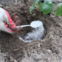 Подготавливаем посадочную яму, добавляем туда питательные вещества. Проливаем водой