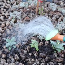 После пересадки эустомы пролейте растение водой После пересадки эустомы пролейте растение водой