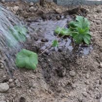 Аккуратно засыпаем все пустоты грунтом и снова немного поливаем Аккуратно засыпаем все пустоты грунтом и снова немного поливаем