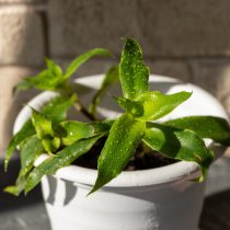 Каллизия душистая (Callisia fragrans) Каллизия душистая (Callisia fragrans)
