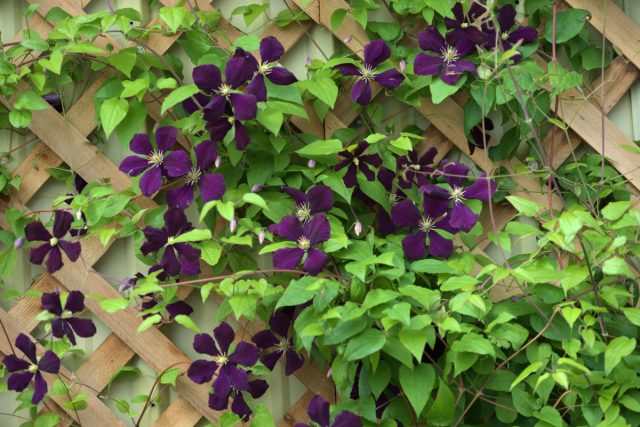 Клематис (Clematis) Клематис (Clematis)