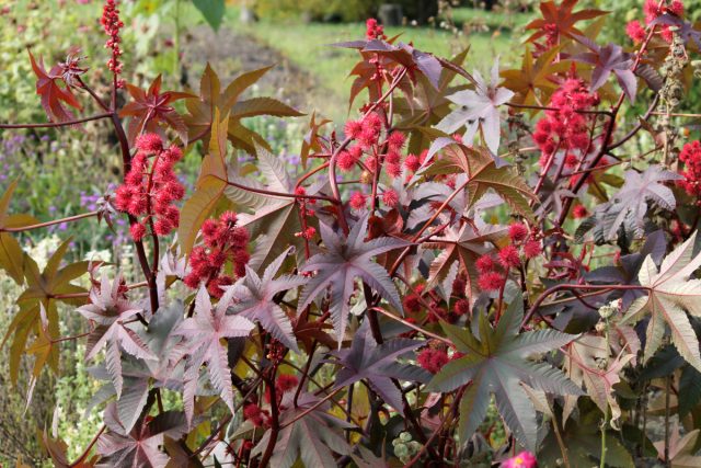 Клещевина обыкновенная (Ricinus communis) Клещевина обыкновенная (Ricinus communis)