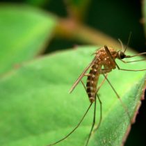 Жерлянки употребляют комаров во всех видах – от личинок до взрослых насекомых