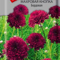 Космея Махровая кнопка Бордовая Космея Махровая кнопка Бордовая