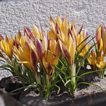 Крокус ботанический «Адванс» (Crocus Botanical 'Advance') Крокус ботанический «Адванс» (Crocus Botanical 'Advance')