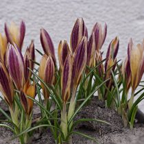 Крокус ботанический «Адванс» (Crocus Botanical 'Advance') закрывает цветки когда нет солнца