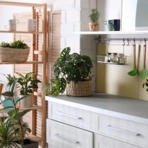 Озеленение кухни Озеленение кухни