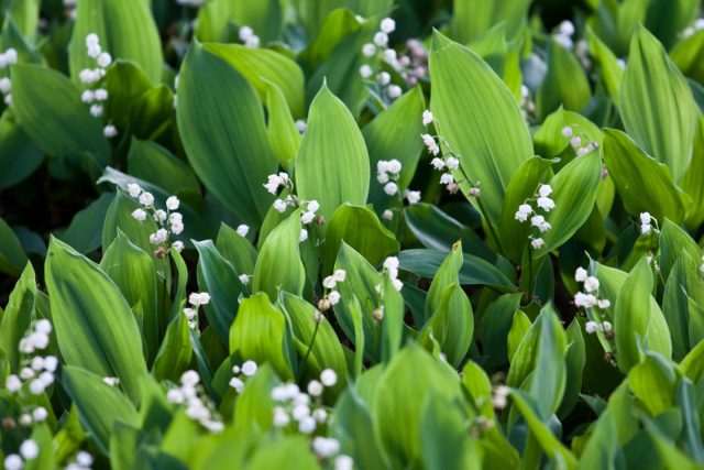Ландыш майский (Convallaria majalis) Ландыш майский (Convallaria majalis)