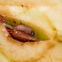 Одна личинка (гусеница) яблонной плодожорки длиной до 18-20 см розовато-желтоватой окраски с коричневой головой способна поразить до двух плодов