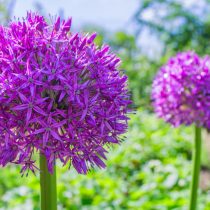 Лук декоративный Гладиатор (Allium Gladiator) Лук декоративный Гладиатор (Allium Gladiator)