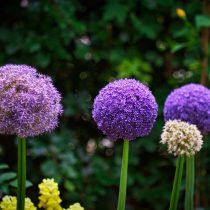 Лук декоративный Глоубмастер (Allium Globemaster) Лук декоративный Глоубмастер (Allium Globemaster)