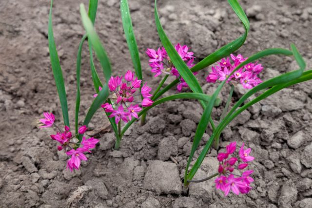 Лук декоративный горолюбивый, также лук Островского (Allium oreophilum) Лук декоративный горолюбивый, также лук Островского (Allium oreophilum)