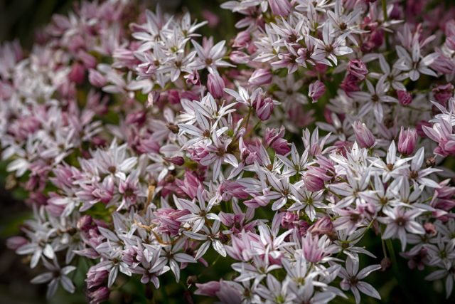 Лук декоративный Хамелеон (Allium Cameleon) Лук декоративный Хамелеон (Allium Cameleon)