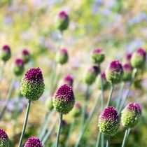 Лук декоративный круглоголовый (Allium sphaerocephalon) Лук декоративный круглоголовый (Allium sphaerocephalon)