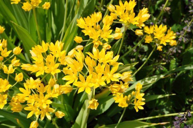 Лук декоративный Моли (Allium moly) Лук декоративный Моли (Allium moly)