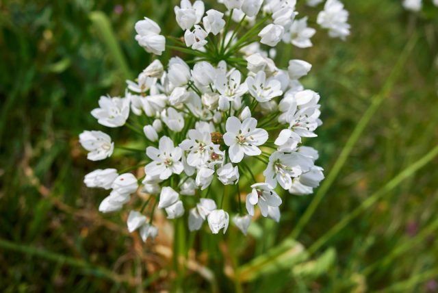 Лук декоративный неаполитанский (Allium Neapolitanum) Лук декоративный неаполитанский (Allium Neapolitanum)