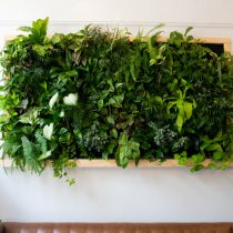 «Городские джунгли» используют комнатные растения, вписывающиеся в окружающий интерьер