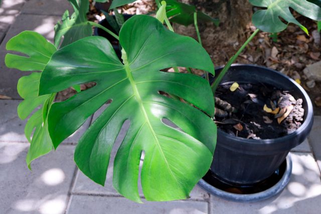 Монстера деликатесная (Monstera deliciosa Liebm.)