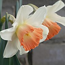 Нарцисс «Пассионале» (Narcissus 'Passionale') Нарцисс «Пассионале» (Narcissus 'Passionale')