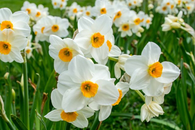 Нарциссы (Narcissus) Нарциссы (Narcissus)