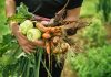 Органическое и традиционное земледелие – смешанная методика