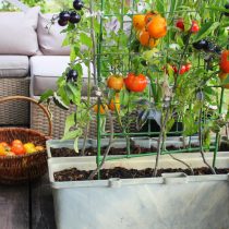 Выращивание томатов в контейнерах