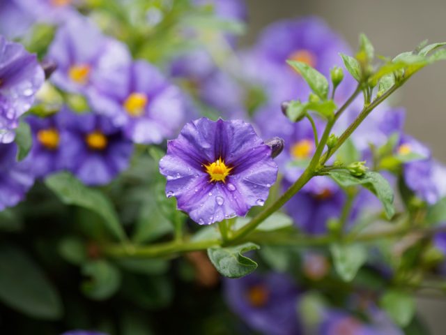 Паслен горько-сладкий (Solanum) Паслен горько-сладкий (Solanum)