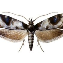 Персиковая плодожорка, или карпосина плодовая (Carposina niponensis) Персиковая плодожорка, или карпосина плодовая (Carposina niponensis)